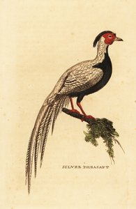 Bażant srebrny, Lophura nycthemera