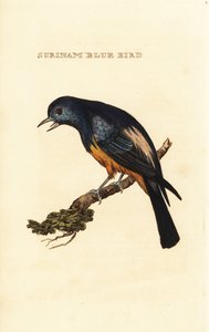 Tanager srebrzysty, dolina Tangara autorstwa George (after) Edwards