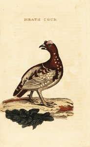 Świerk cietrzew , Falcipennis canadensis canace autorstwa George (after) Edwards