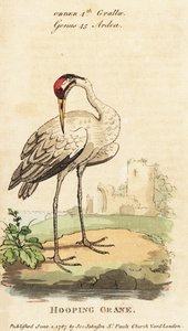 Krztusiec, Grus americana