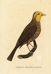 Żółty grubodziób , Pheucticus chrysopeplus autorstwa George (after) Edwards