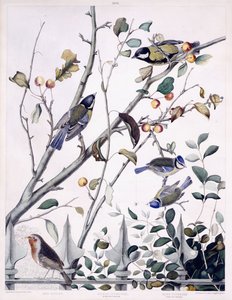 Czerwona pierś (Robin), Sikorka bogatka (samiec i samica) i Sikorka niebieska (samiec i samica), ok.1841 (ręcznie barwiony grawerunek) autorstwa George (after) Shield
