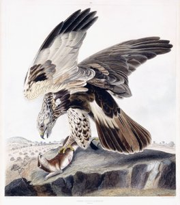 Rough Nogi Myszołów (kobieta), ok.1841 (ręcznie barwiony grawerunek) autorstwa George (after) Shield