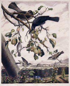 Łapacz much cętkowanych (samiec i samica), Czarny ptak (samiec i samica) i Łapacz much cętkowanych (młody), ok.1841 (ręcznie barwiony grawerunek) autorstwa George (after) Shield