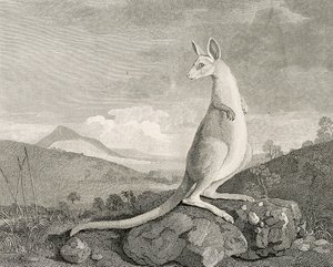Zwierzę znalezione na wybrzeżu Nowej Holandii, zwane Kanguroo", ok. 1773 r. (rycina, akwaforta)