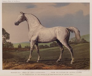 Nambrino, wyhodowany przez Lorda Grosvenora, w posiadaniu markiza Westminster, w Eaton Hall (kolor lito)