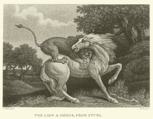 Lew i koń, z Stubs (rycina)