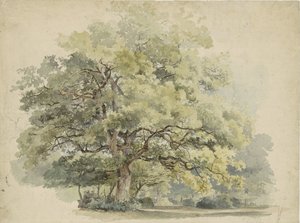Badanie drzewa autorstwa George Andries Roth