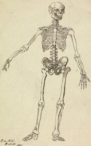 Desenho de um esqueleto polonês