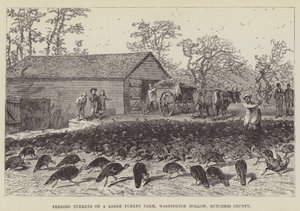 Karmienie indyków na dużej farmie indyków, Washington Hollow, hrabstwo Dutchess autorstwa George Augustus Sala