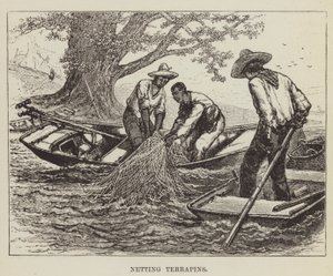 Terrapiny siatkowe autorstwa George Augustus Sala