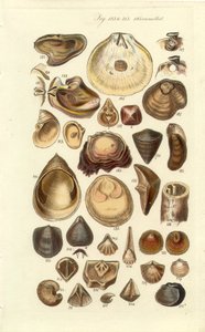 Instrukcja konchologiczna Tabliczka 11. Ostrygi i inne muszle autorstwa George B. Sowerby