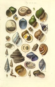 Instrukcja konchologiczna Płyta 15. Kolorowe muszle, w tym muszle Abalone autorstwa George B. Sowerby