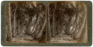 Aleja palm kokosowych, Floryda, USA, 1891.