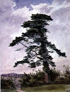 Pejzaż z sosną zwyczajną autorstwa George Bedford