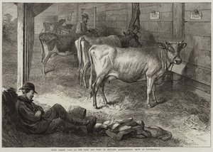 Nagroda Jersey Cows na wystawie rolniczej Bath and West of England w Southampton