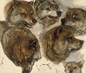 Badania głów husky autorstwa George Bouverie Goddard