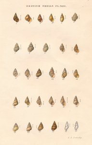 Pociski brytyjskie, c1859. autorstwa George Brettingham Sowerby