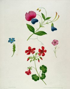 Ilustracja z „Nowego traktatu o malowaniu kwiatów, czyli Every Lady Her Own Drawing Master”, 1816 (kolorowy nadruk kropkowany grawerunek z ręcznym barwieniem)