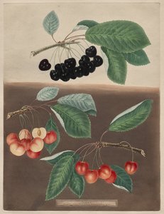 Pomona Britannica: nr 10 - Wiśnie