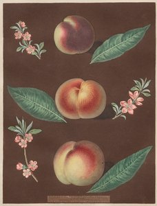 Pomona Britannica: No. 33 - Brzoskwinie