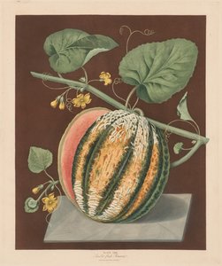 Pomona Britannica: No. 64 - Scarlet Flesh Romana Melon