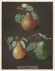 Pomona Britannica: No. 82 - Gruszki