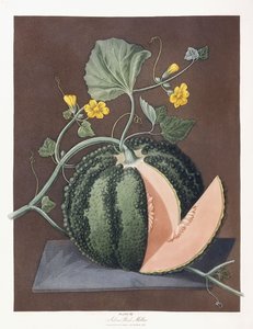Srebrny melon rockowy, 1812