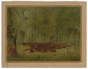 Walka z Pekariami - Caribbe autorstwa George Catlin