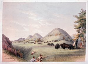 Polowanie na żubry autorstwa George Catlin