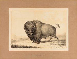 Buffalo Bull - nr 2 autorstwa George Catlin
