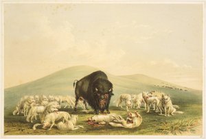 Polowanie na bizony: Polowanie na bizony: Białe wilki atakują bizona autorstwa George Catlin