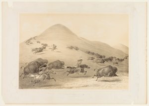 Polowanie na bizony, pościg - nr 6 autorstwa George Catlin