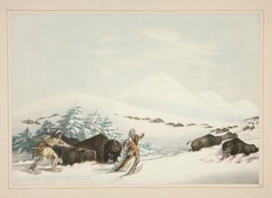 Polowanie na bawoły, Na śniegowcach, pl. 15 z portfolio Indian Ameryki Północnej autorstwa George Catlin