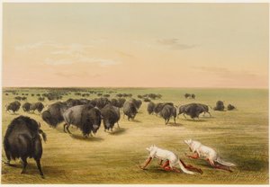 Polowanie na bizony pod skórą białego wilka autorstwa George Catlin