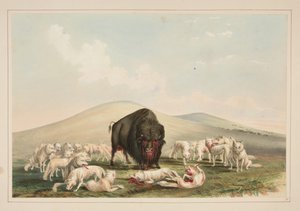 Polowanie na bizony, białe wilki atakują byka bizona, tablica 10 z portfolio Indian północnoamerykańskich autorstwa George Catlin