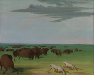 Polowanie na bizony pod maską z wilczej skóry autorstwa George Catlin