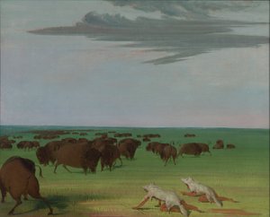 Polowanie na bizony pod maską z wilczej skóry, 1832-1833. autorstwa George Catlin