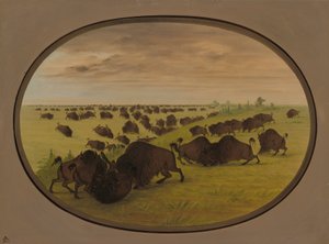 Walka byków, 18611869. autorstwa George Catlin