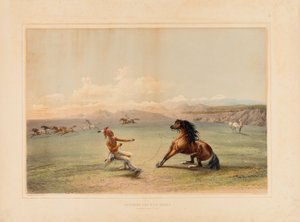 Łapanie dzikiego konia - nr. 4 autorstwa George Catlin