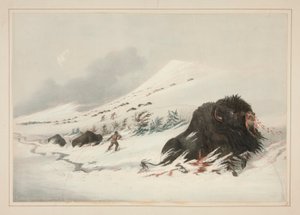 Umierający Byk Buffalo, w Zaspie Śnieżnej, pl. 17 z portfolio Indian północnoamerykańskich autorstwa George Catlin
