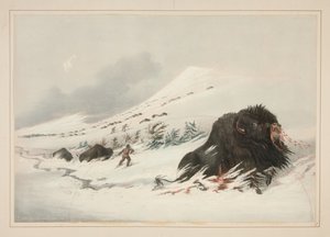 Umierający byk bizona w zaspie śnieżnej, tablica 17 z Portfolio Indian północnoamerykańskich autorstwa George Catlin