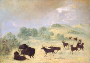 Łoś i bawół nawiązują znajomość, Teksas autorstwa George Catlin