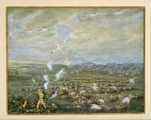 Polowanie na flamingi w Ameryce Południowej autorstwa George Catlin
