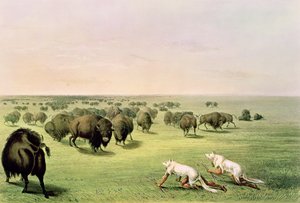Polowanie na bawoły w kamuflażu ze skórkami wilka, ok.1832