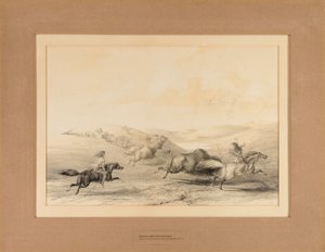 Indianie polujący na bizony - nr 29 autorstwa George Catlin