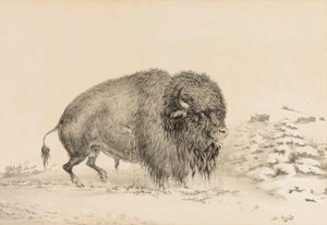 Ciężko ranny bawół - nr 16 autorstwa George Catlin