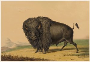 Bizon amerykański autorstwa George Catlin