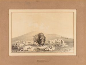 Białe Wilki atakujące Stare Bizony - nr 10 autorstwa George Catlin