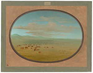 Wypas dzikiego bydła na Pampa del Sacramento autorstwa George Catlin